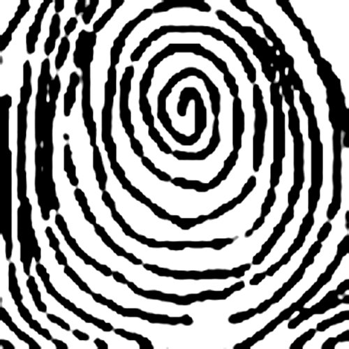 Chủng vân tay Spiral Whorl