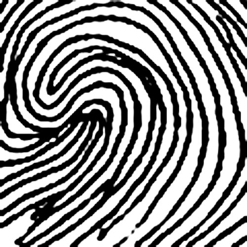 Chủng vân tay Composite Whorl