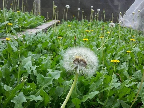 Lá bồ công anh giúp trị mụn trên da