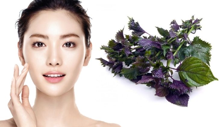 Trị nám, tàn nhang từ mặt nạ lá tía tô