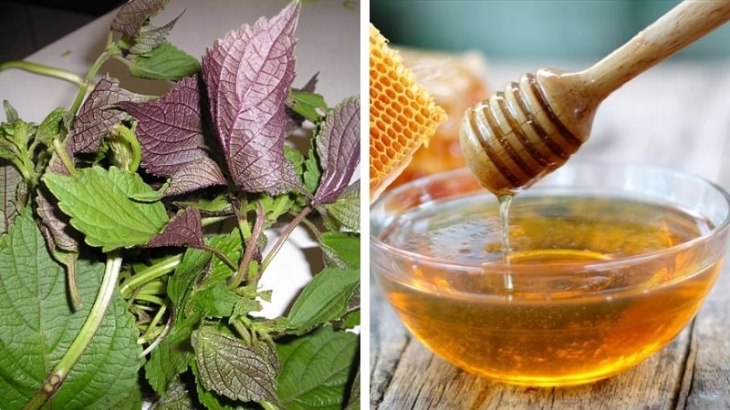Hỗn hợp mật ong tía tô giúp đẩy lùi nám da