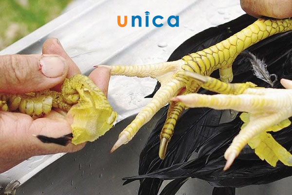 Cách xem chân gà đúng chuẩn