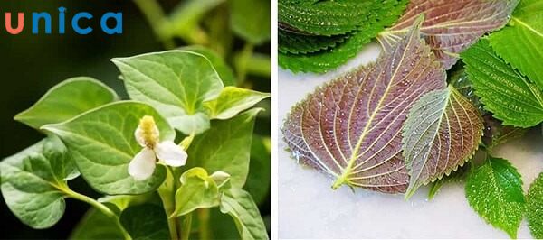 Mặt nạ tía tô và rau diếp cá