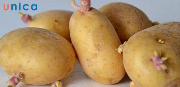 Không dùng khoai tây mọc mầm làm mặt nạ
