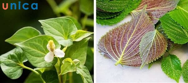 Mask diếp cá và tía tô