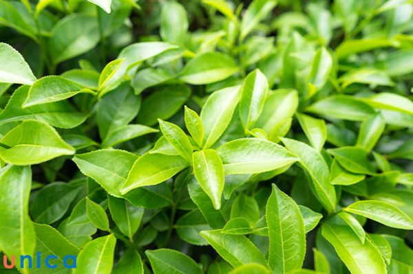 Dùng trà xanh trị rôm sảy
