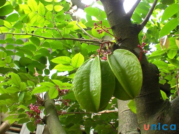 Trị rôm sảy bằng lá khế