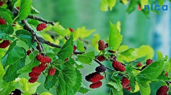 Dùng lá dâu tằm trị rôm sảy ở trẻ nhỏ