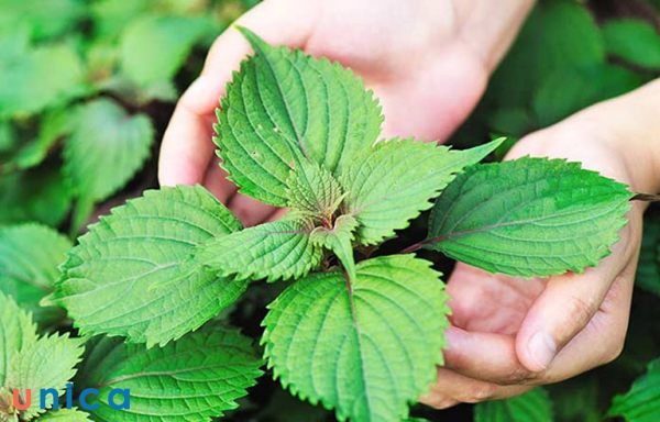 Khả năng trị rôm sảy ở trẻ sơ sinh của lá tía tô