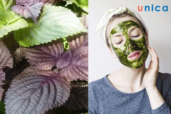 Lá tía tô rất quen thuộc trong đời sống hằng ngày