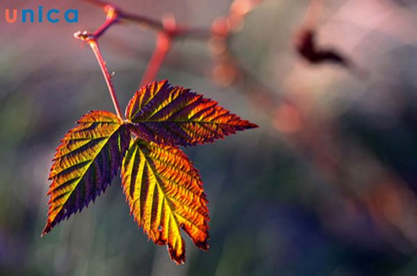 Độ sâu trường ảnh