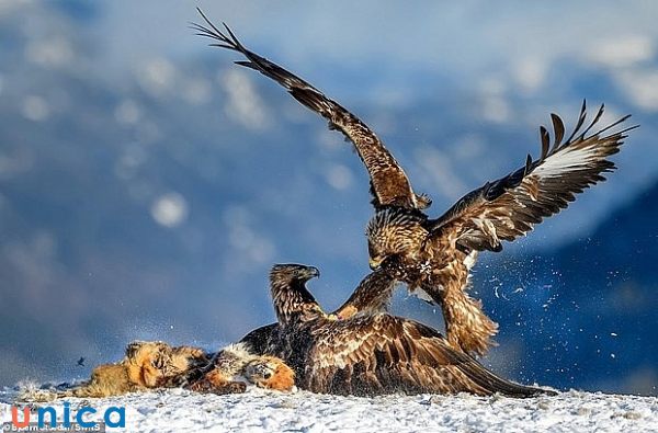 Chụp ảnh động vật hoang dã