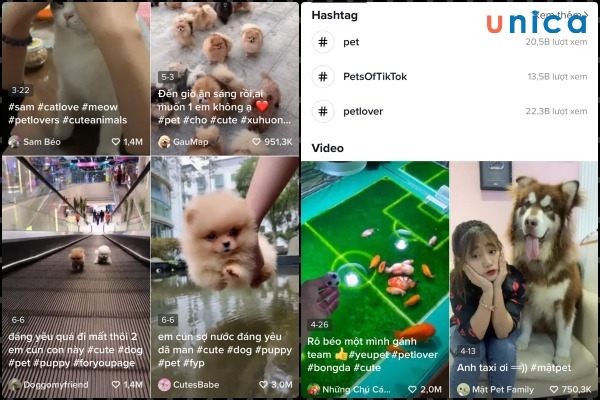 Video về thú cưng luôn thu hút sự chú ý của cộng đồng