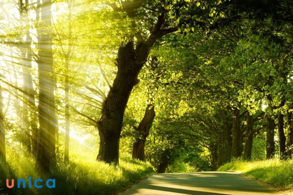 Sử dụng plugin Fractalius để tạo hiệu ứng ánh sáng xuyên qua bụi cây