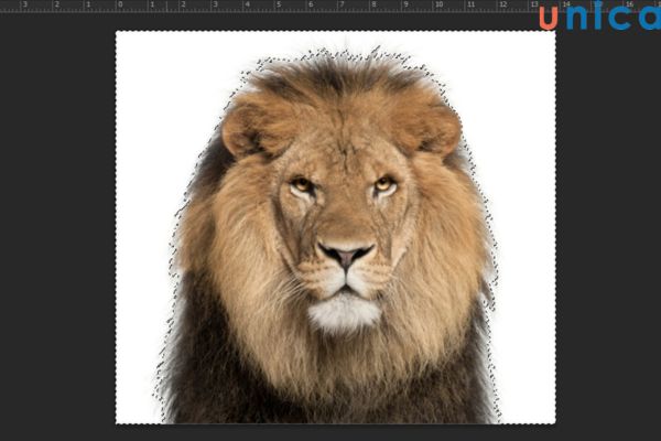 Sử dụng công cụ Magic Wand tạo vùng đối tượng cắt