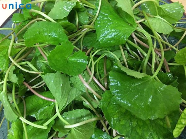 Chữa ù tai bằng rau má