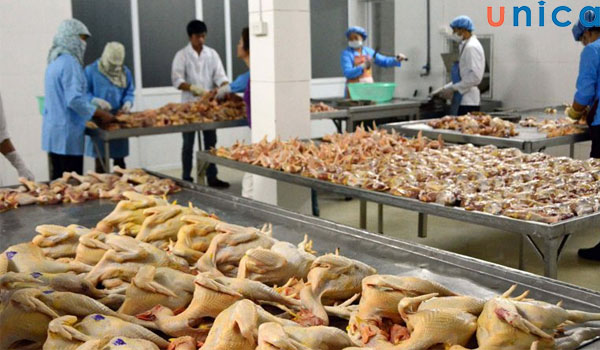 Nguồn cung cấp thực phẩm tệ