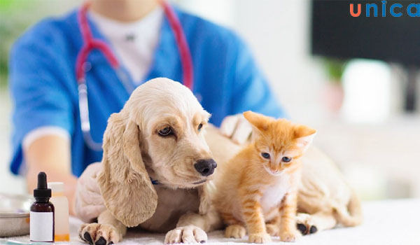 Những lưu ý khi chăm sóc thú cưng