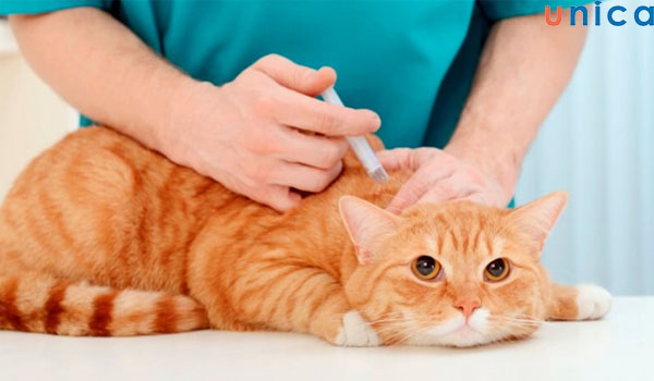 Quy trình lập kế hoạch kinh doanh thú cưng