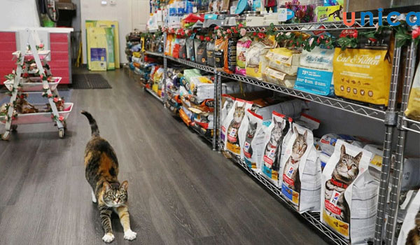 Có nên kinh doanh pet shop