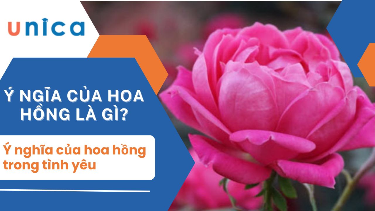 Ý nghĩa của hoa hồng trong cuộc sống và tình yêu