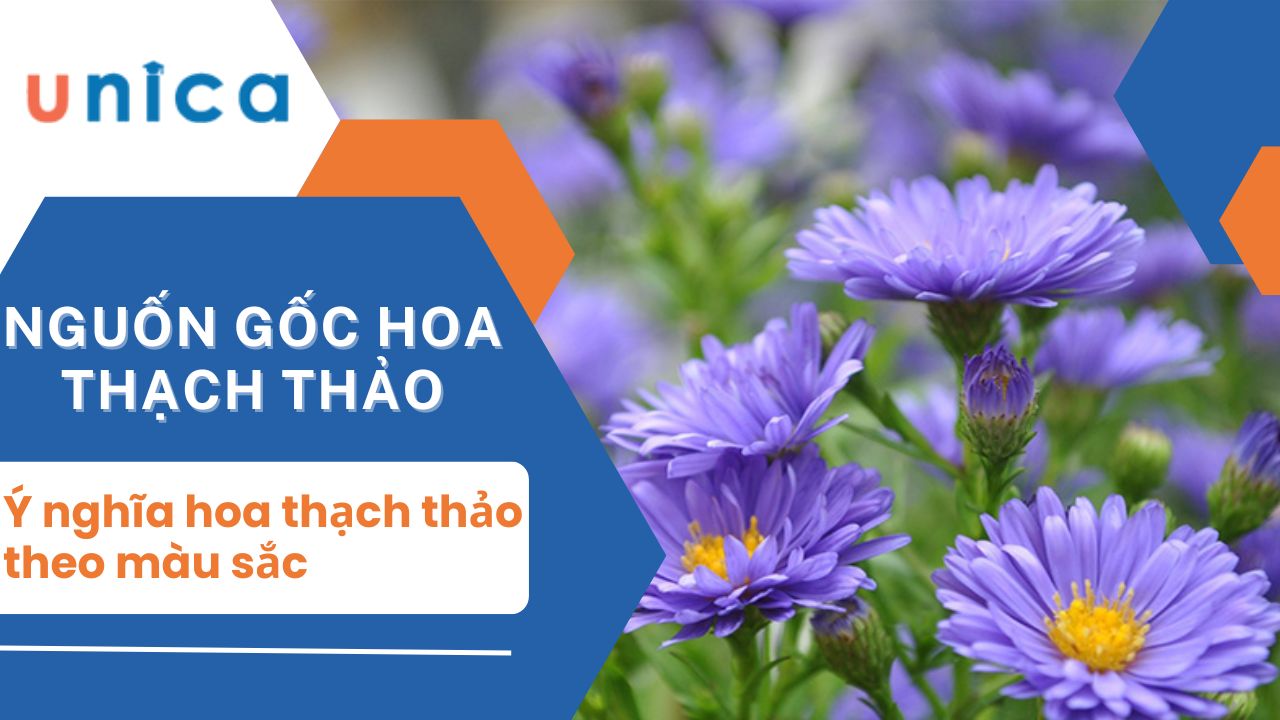 Ý nghĩa hoa thạch thảo theo màu sắc đối với cuộc sống