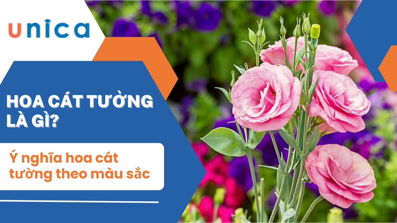 Ý nghĩa của hoa cát tường theo màu sắc bạn đã biết chưa