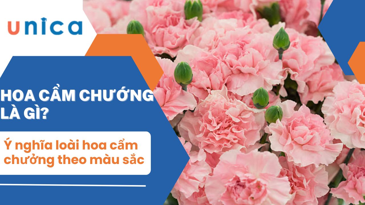 Ý nghĩa của hoa cẩm chướng theo màu sắc bạn đã biết chưa