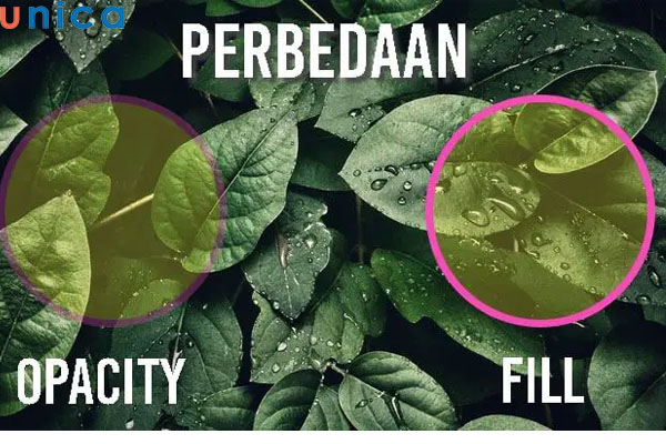 So sánh Fill và Opacity