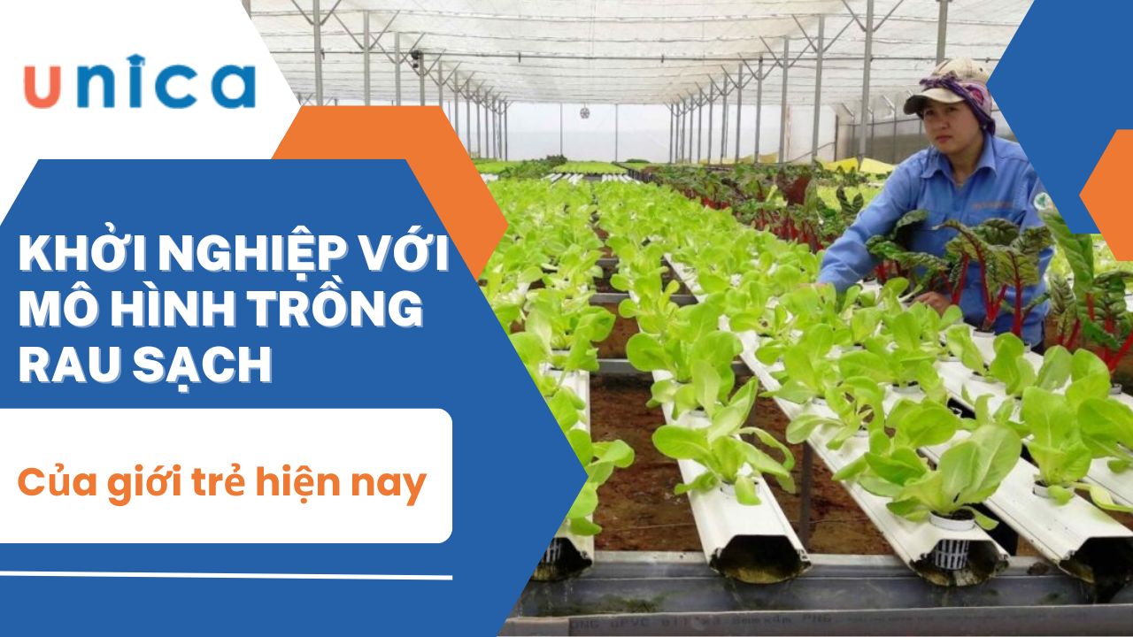 Khởi nghiệp với mô hình trồng rau sạch kinh doanh của giới trẻ hiện nay