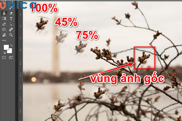 Tuỳ chỉnh chỉ số Opacity là 100%