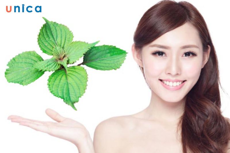 Có thể dùng lá tía tô làm trắng da toàn thân
