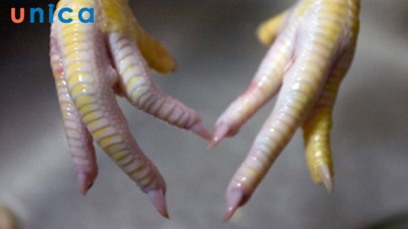 Ý nghĩa việc xem chân gà cúng