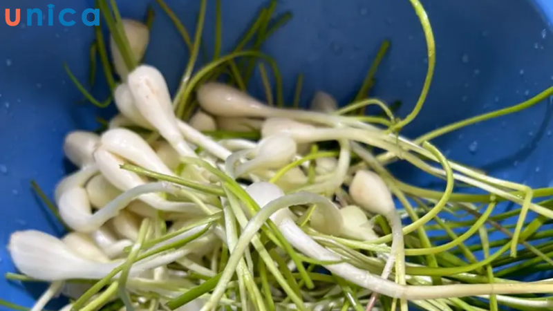 Sơ chế củ kiệu
