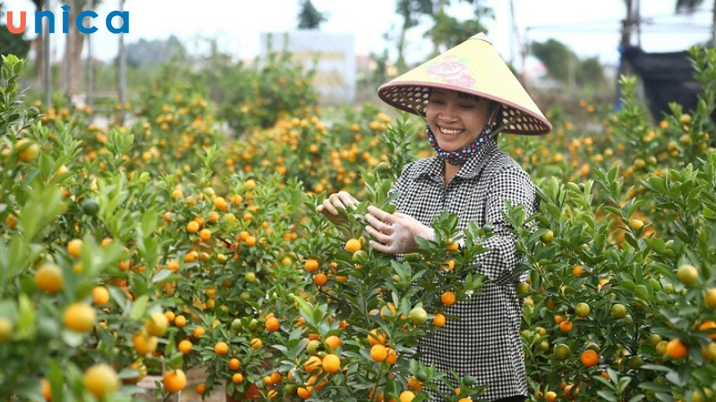 Cách làm cho quất chín đúng Tết