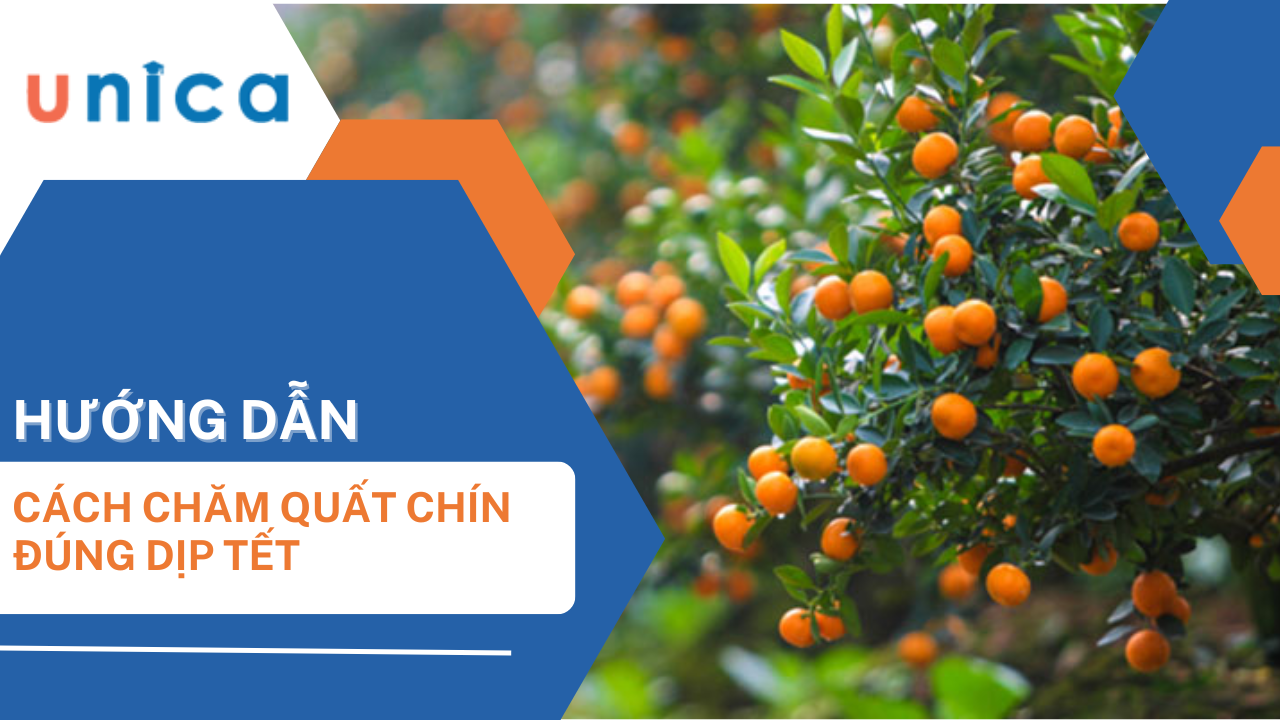 Cách làm cho quất chín vàng đều đúng Tết bạn nên biết