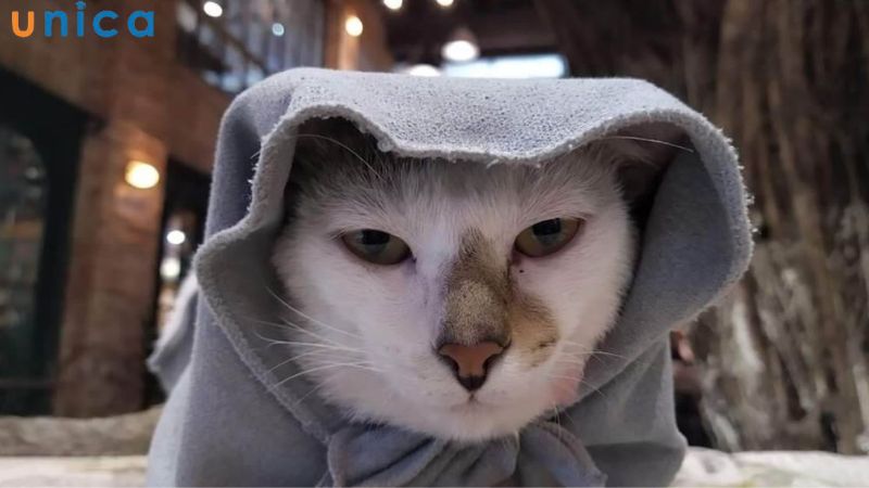 Meme thường được giới trẻ sử dụng nhiều nhất