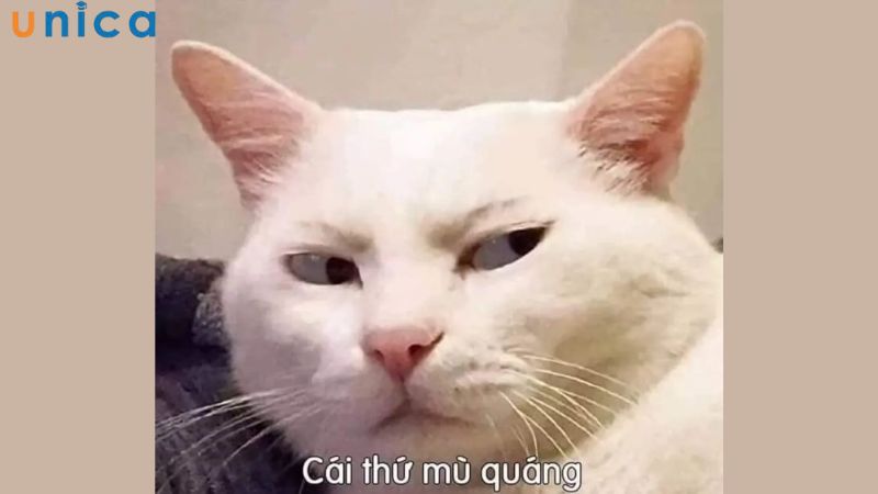 Meme dạng hình ảnh và chữ