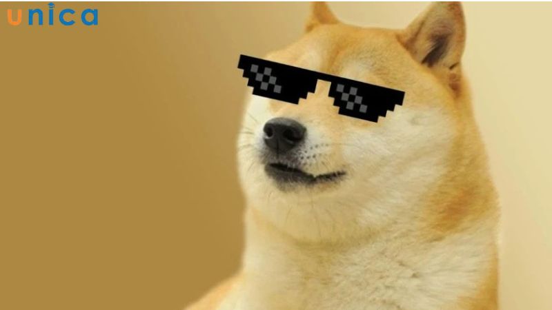 Meme chú chó đeo kính độc đáo