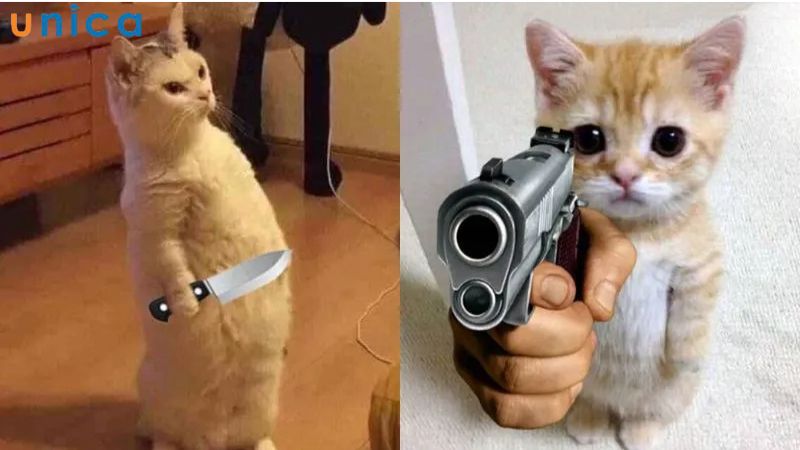Meme chú mèo cà khịa