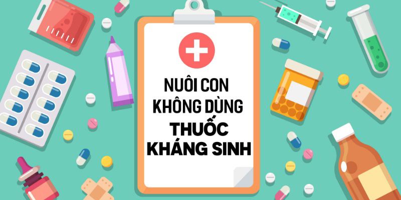 Nuôi Con Không Dùng Thuốc Kháng Sinh