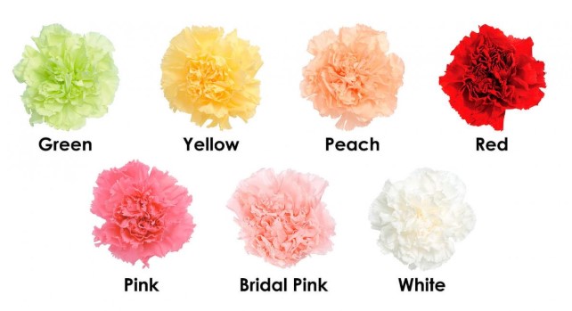 Giải mã bí ẩn về ý nghĩa loài hoa  cẩm chướng 