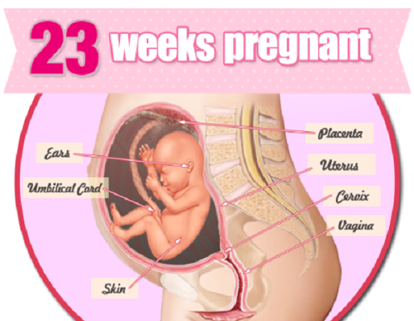 Thai nhi ở 23 tuần và những đặc điểm mẹ nên biết