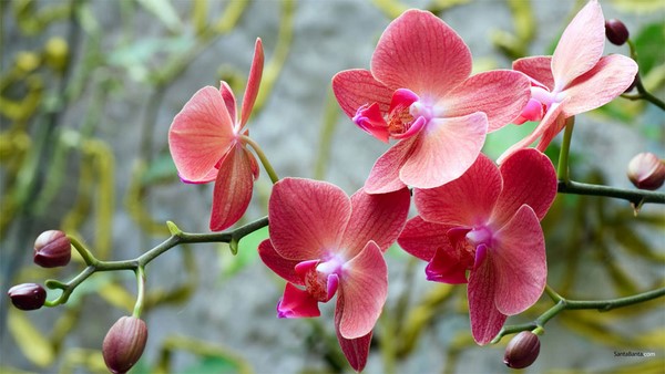 Top 3 cách cắm hoa lan đẹp giúp “hút” tài lộc ngày Tết