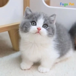 Nguyễn Văn Ngọc